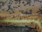 receta y postre: Tarta de galletas y dos flanes